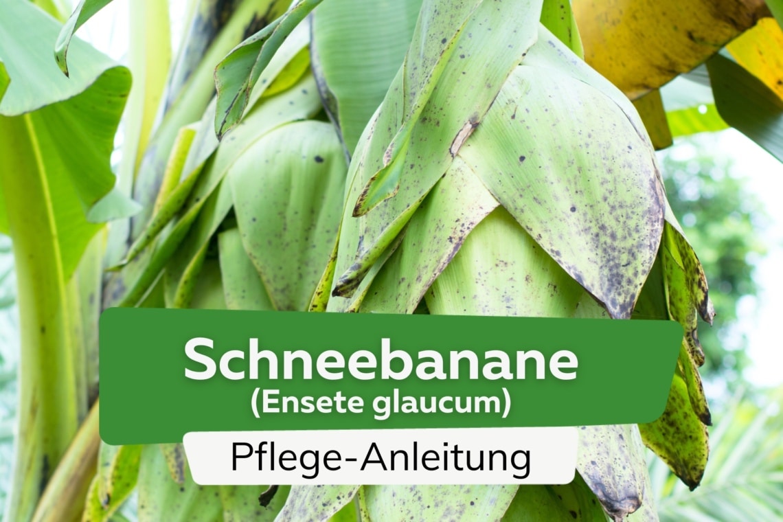 Schneebanane (Ensete glaucum)