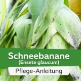 Schneebanane (Ensete glaucum)