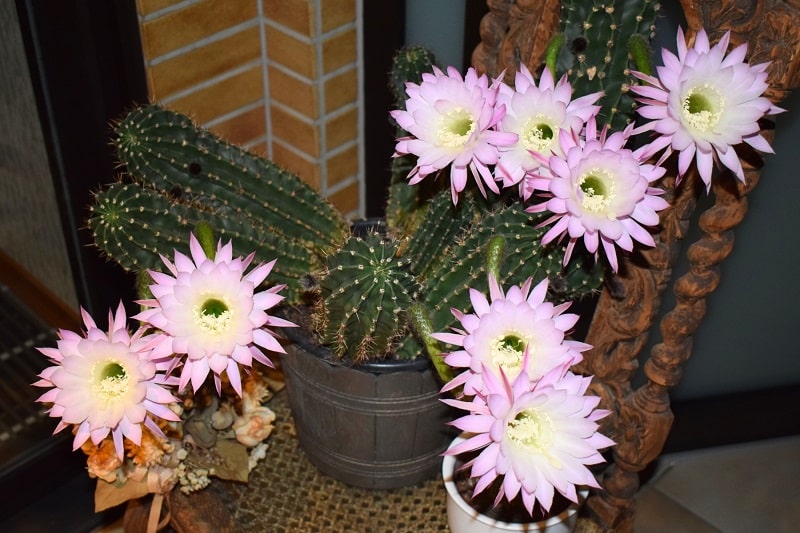 Königin der Nacht (Selenicereus grandiflorus)