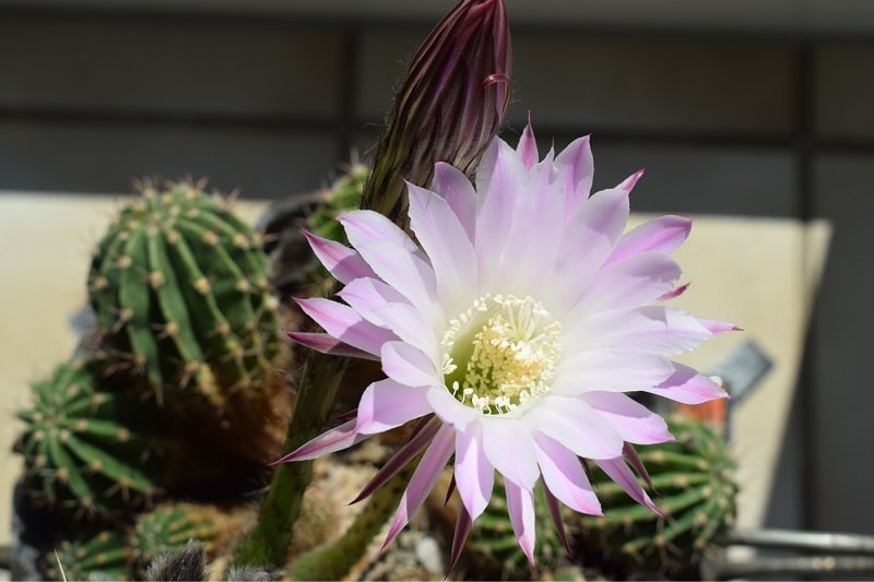 Königin der Nacht (Selenicereus grandiflorus)