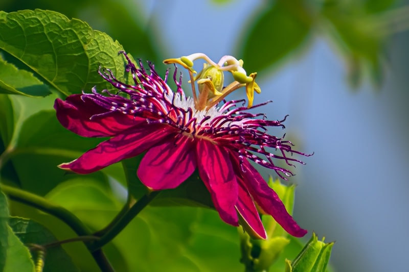 Traubige Passionsblume (Passiflora racemosa)