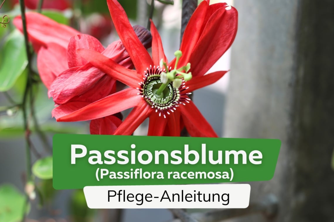 Traubige Passionsblume (Passiflora racemosa)