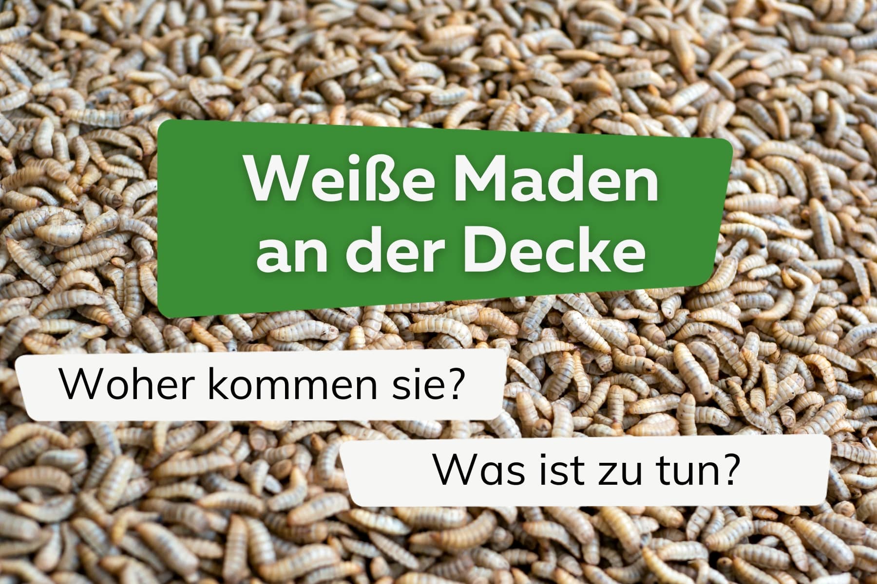 weiße Maden an der Decke