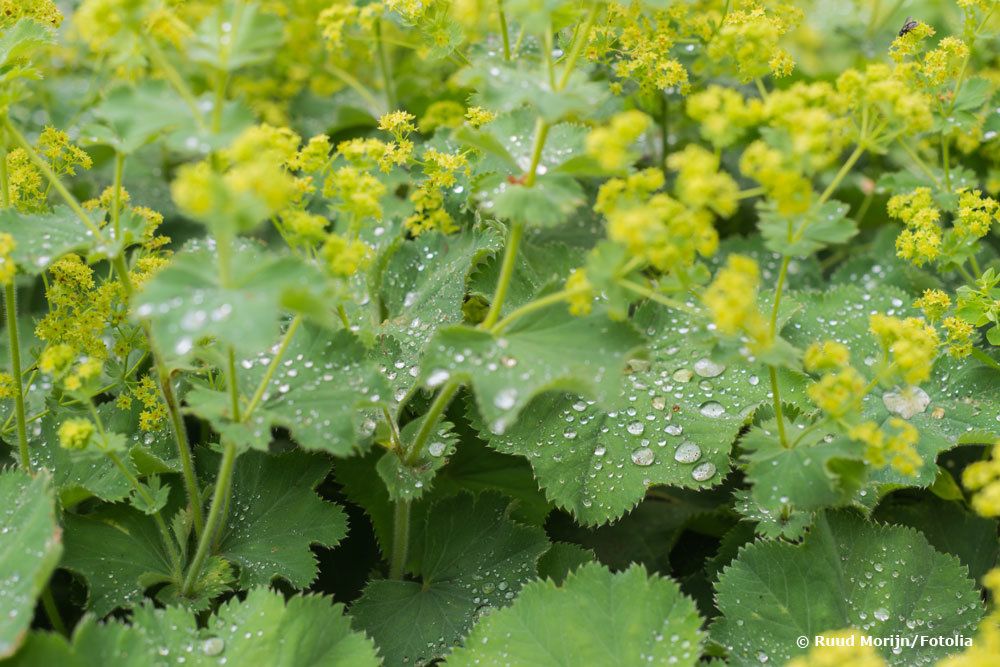 Alchemilla mollis