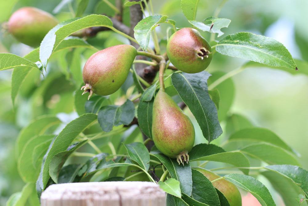 Birnbaum, Pyrus communis