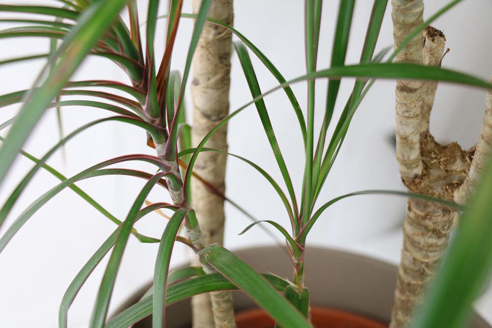 Gerandeter Drachenbaum, Dracaena marginata