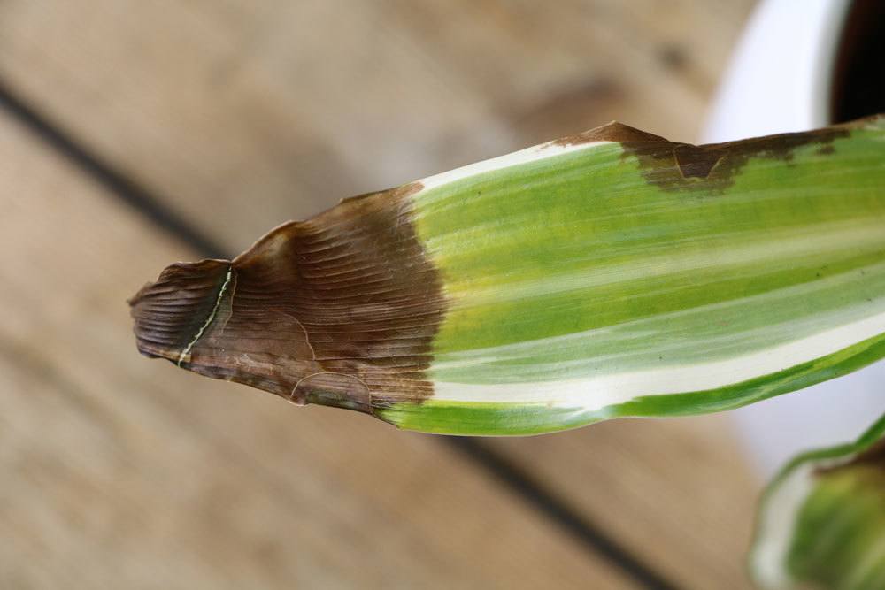 Drachenbaum Blatt mit brauner Spitze