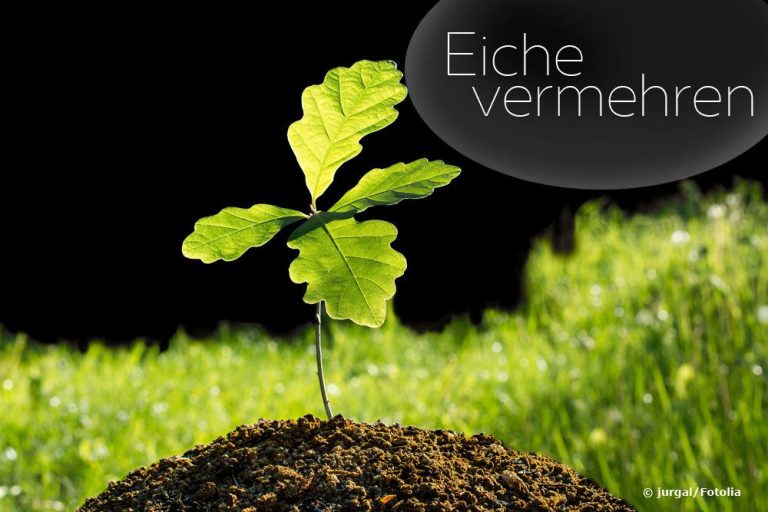 Eiche vermehren