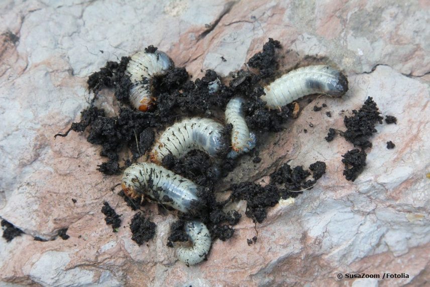 Engerlinge Raupe Weiße Raupen-Larven in der Erde: gute und schlechte Engerlinge