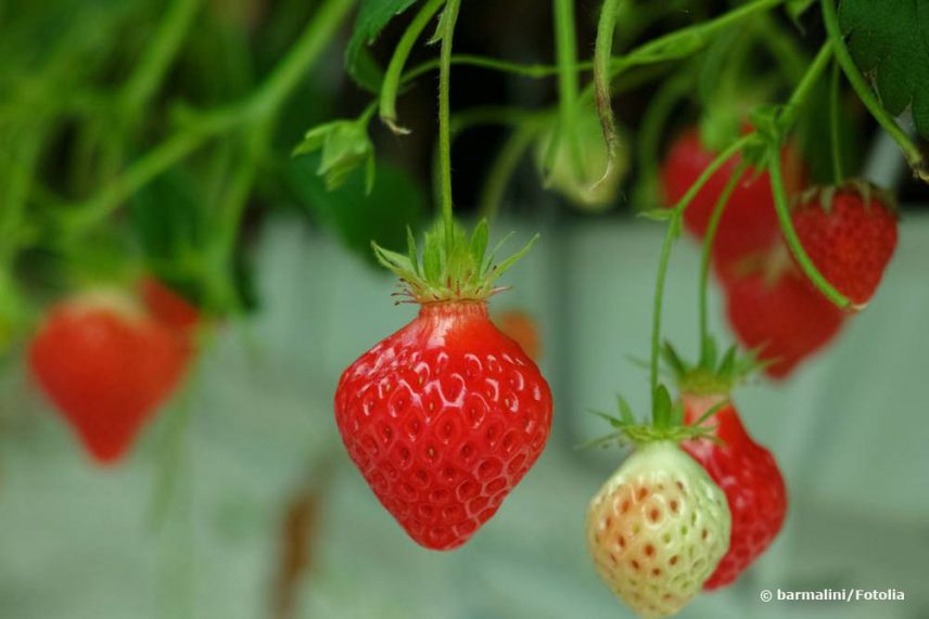 Hängeerdbeeren pflanzen Pflege und Überwintern in der Erdbeerampel