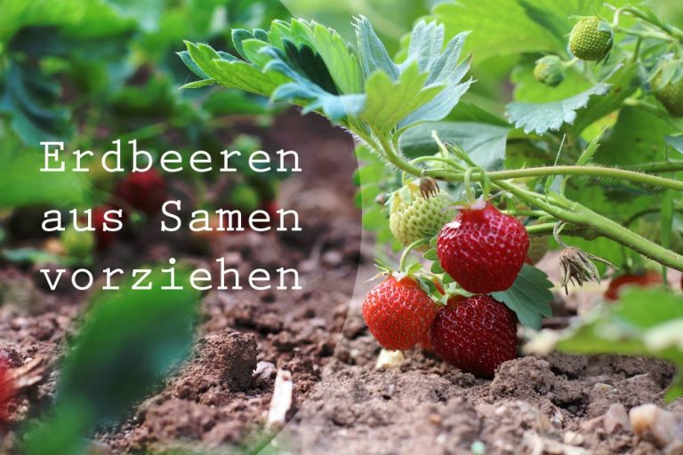 Erdbeeren aus Samen