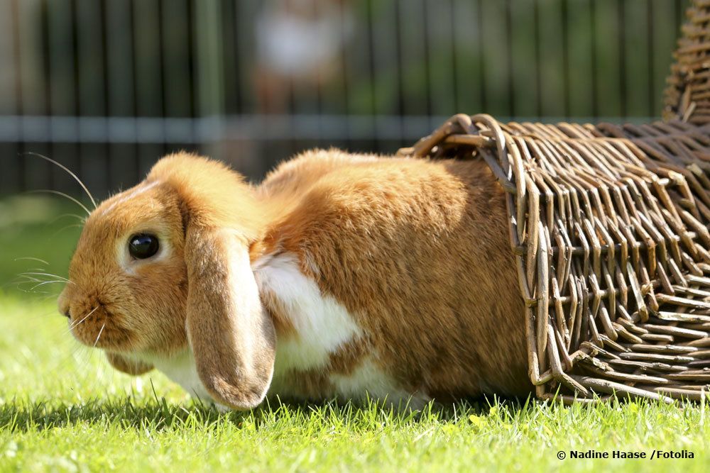 Kaninchen kommt aus Versteck