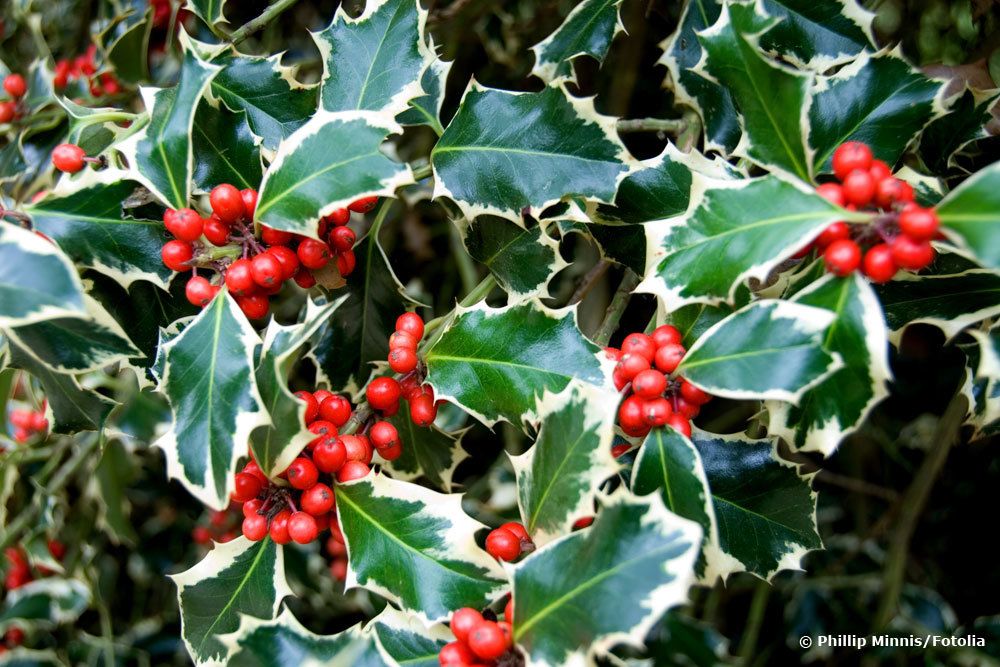 Ilex mit Beeren