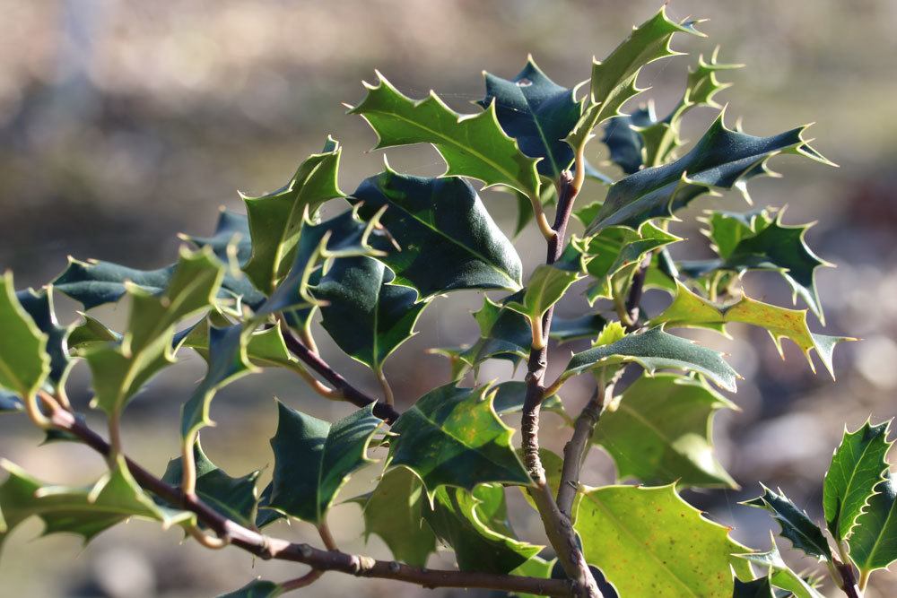 Ilex aquifolium, Europäische Stechpalme