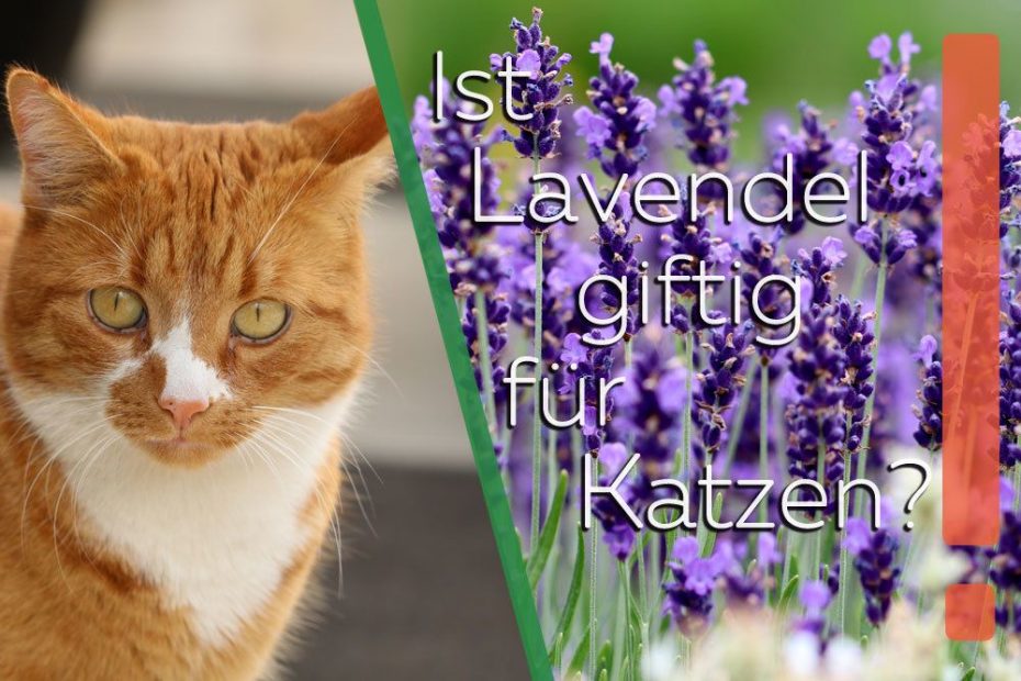 Ist Lavendel giftig für Katzen? / Infos zu Zier und Schopflavendel