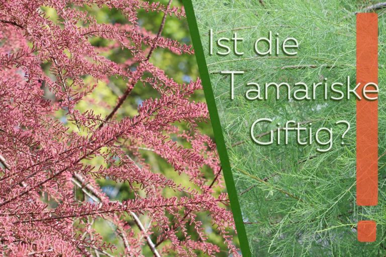 Ist die Tamariske giftig