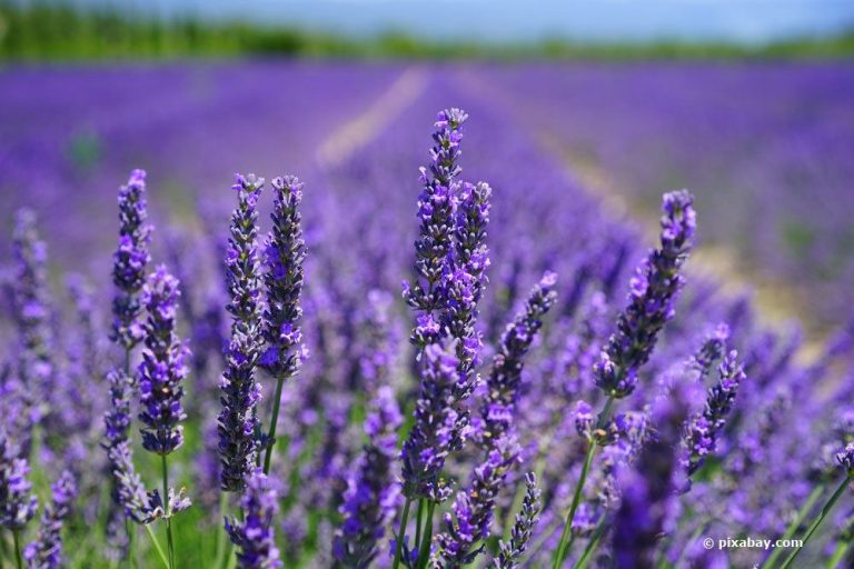 Wann und wie lange blüht Lavendel? Fakten zur Blütezeit weltweit