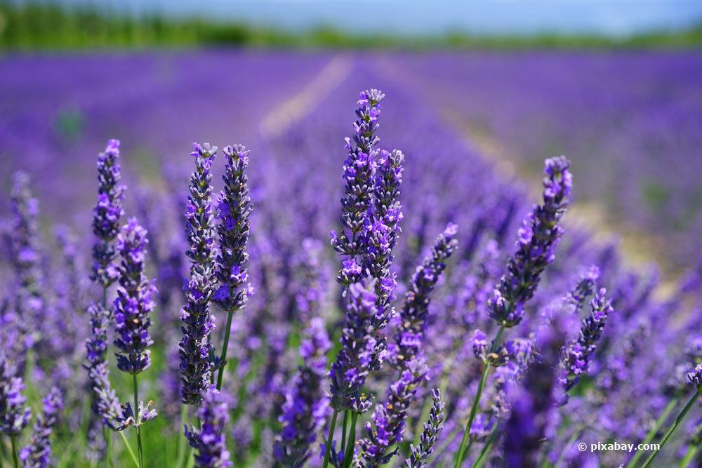 Lavendelblüte in der Provence