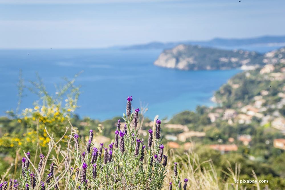 Lavendel in Spanien