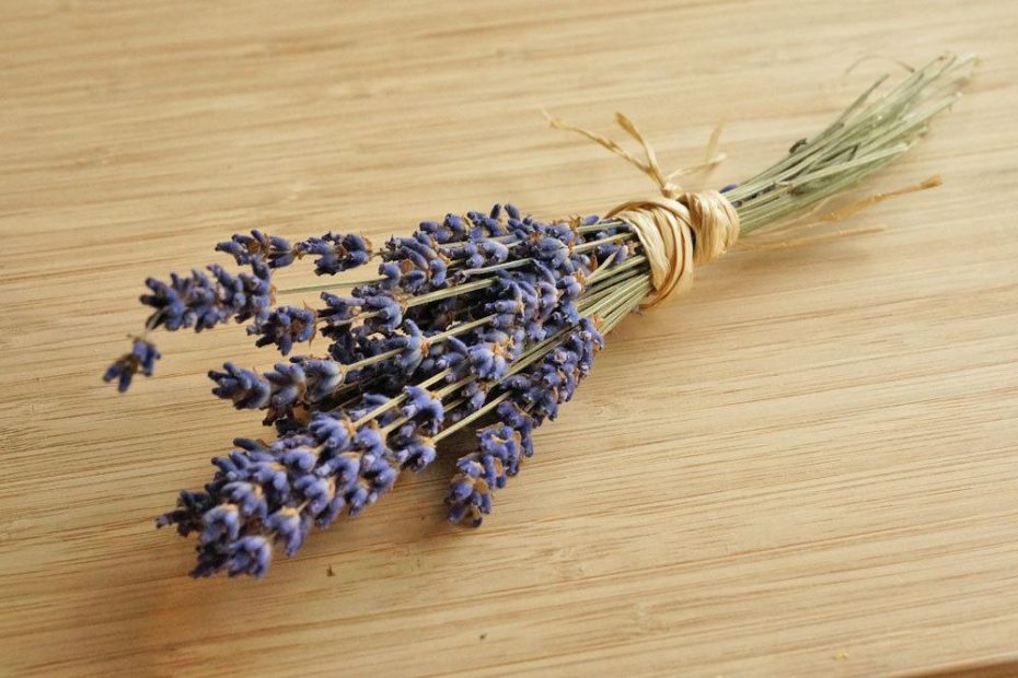 Ist Lavendel giftig für Katzen? / Infos zu Zier und Schopflavendel