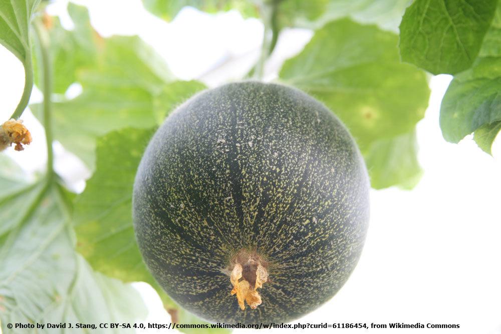 Zuckermelone 'Minnesota Midget'