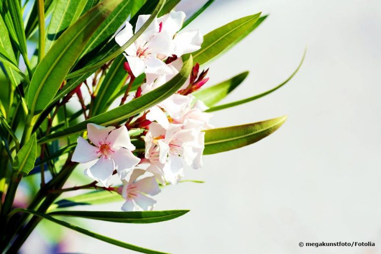 Oleander umtopfen