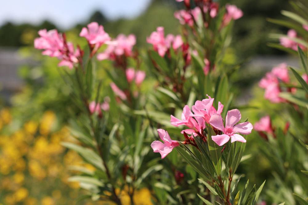 Oleander