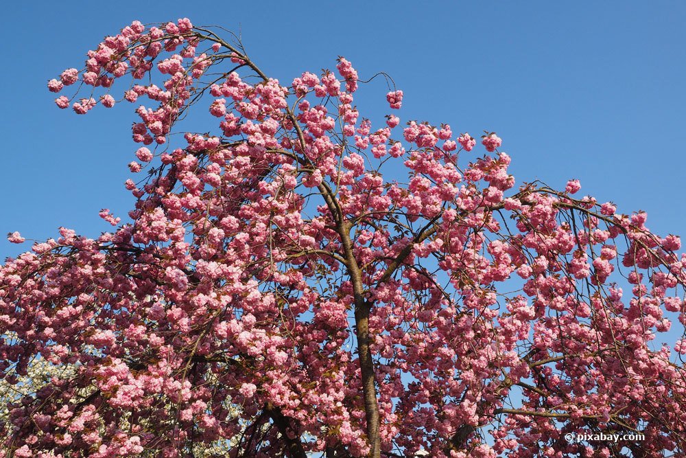 Zierkirsche, Prunus serrulata