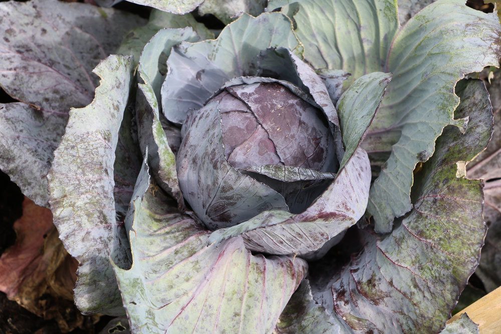 Rotkohl, Brassica oleracea convar. capitata var. rubra