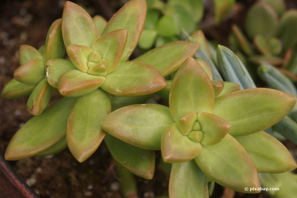 Fette Henne, Sedum adolphii