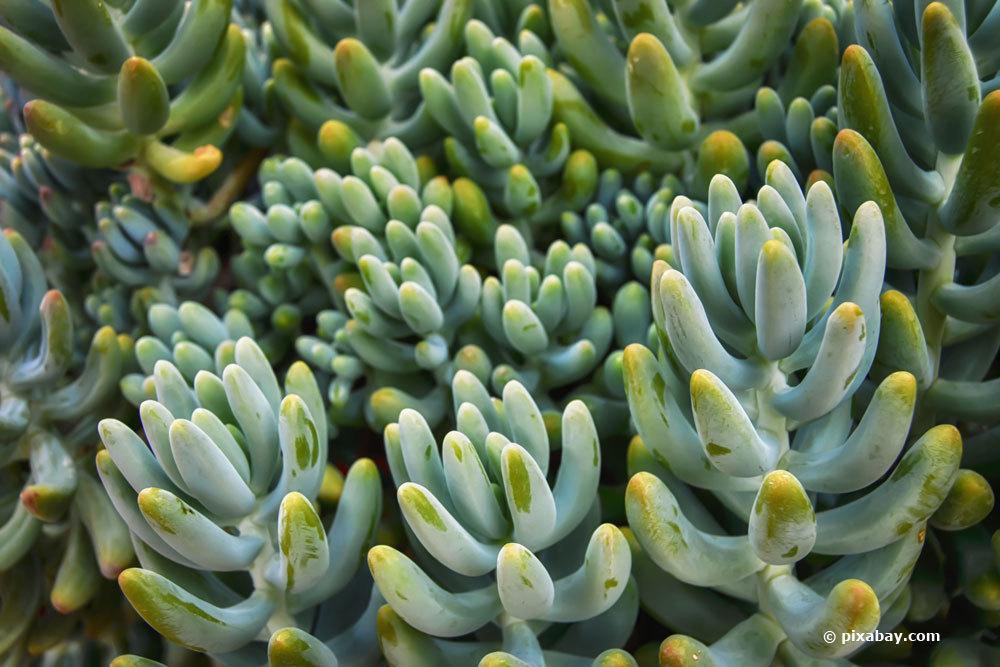 Fette Henne, Sedum allantoides