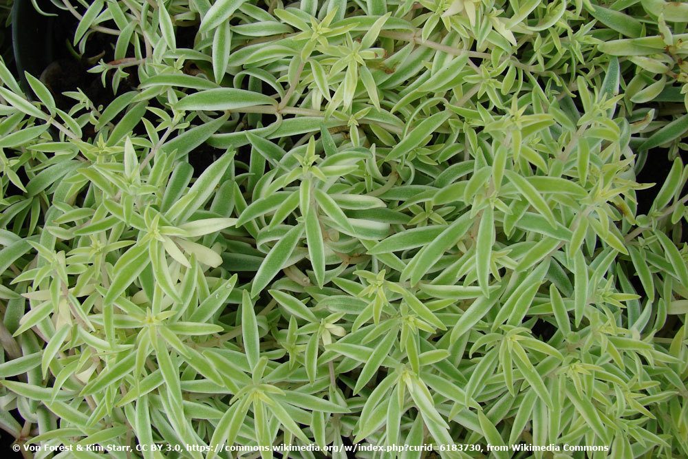 Fette Henne, Sedum lineare "Variegatum"