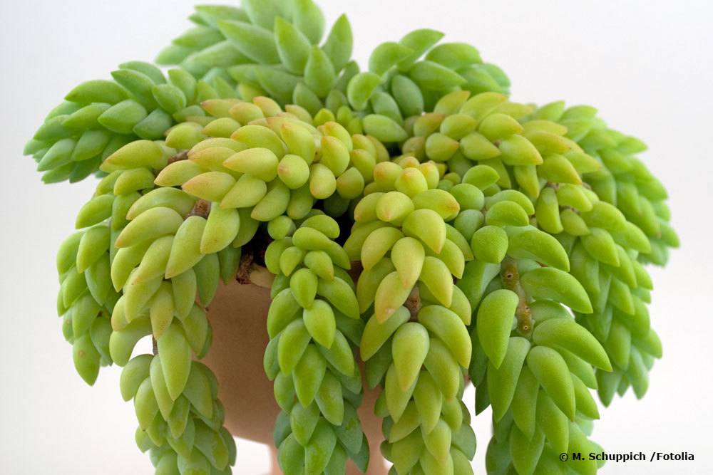 Fette Henne, Sedum morganianum