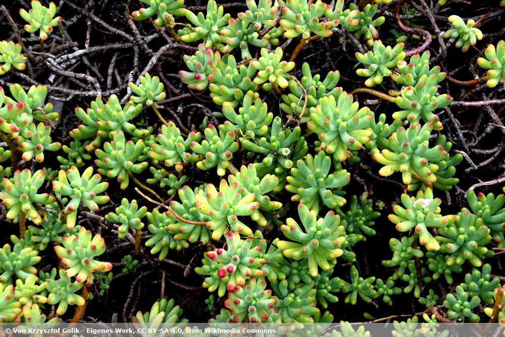 Fette Henne, Sedum pachyphyllum