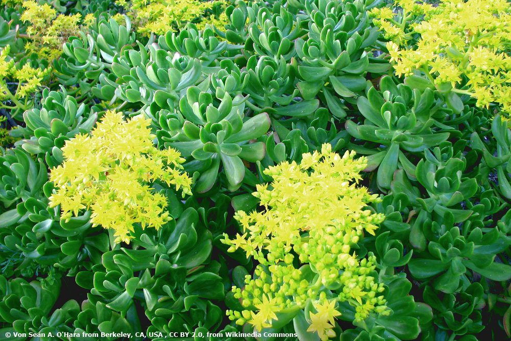 Fette Henne, Sedum praealtum