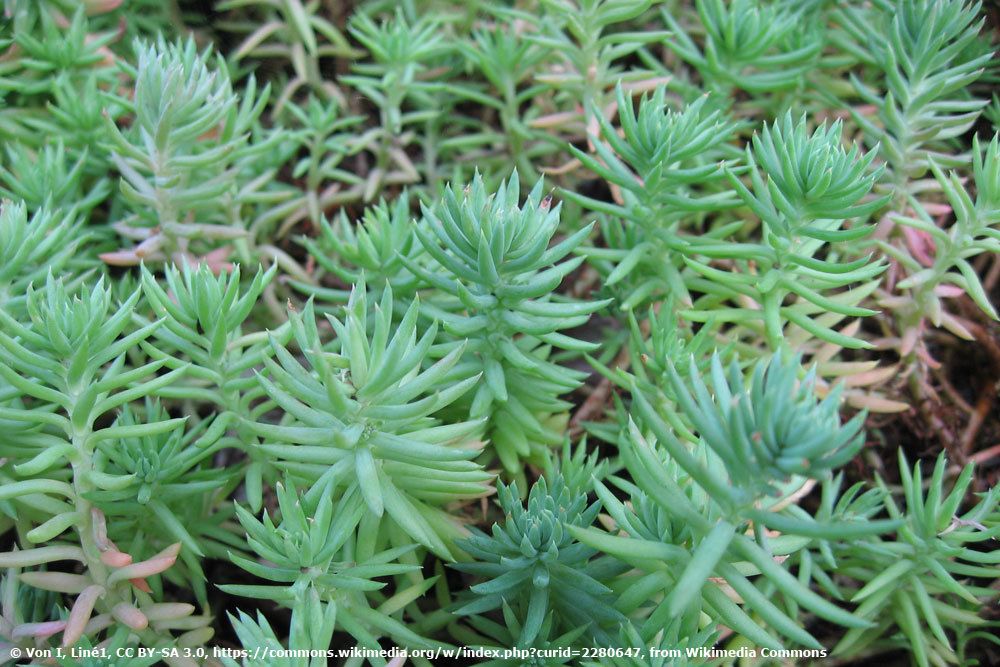 Fette Henne, Sedum rupestre