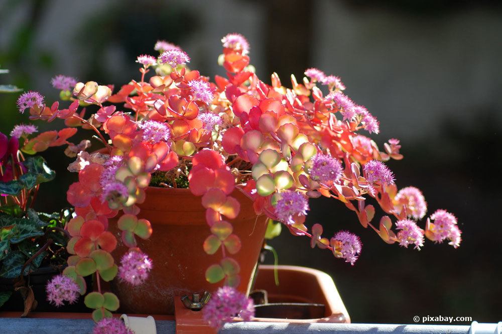 Fette Henne, Sedum sieboldii