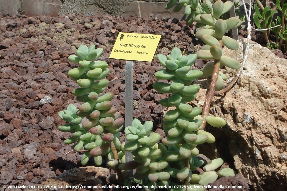 Fette Henne, Sedum treleasei