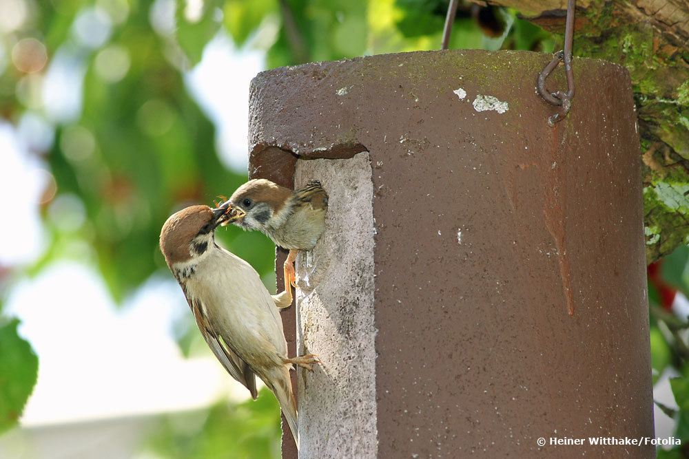 Spatz füttert Jungtier