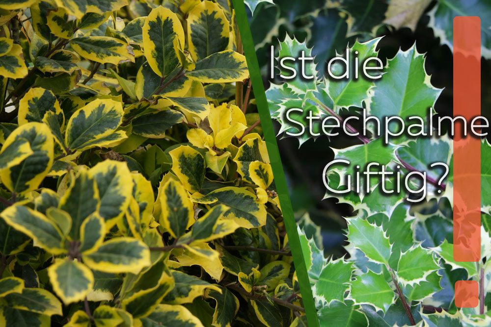 Ist die Stechpalme giftig