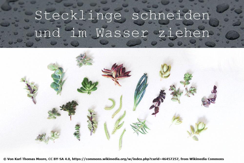 Stecklinge schneiden und in Wasser ziehen