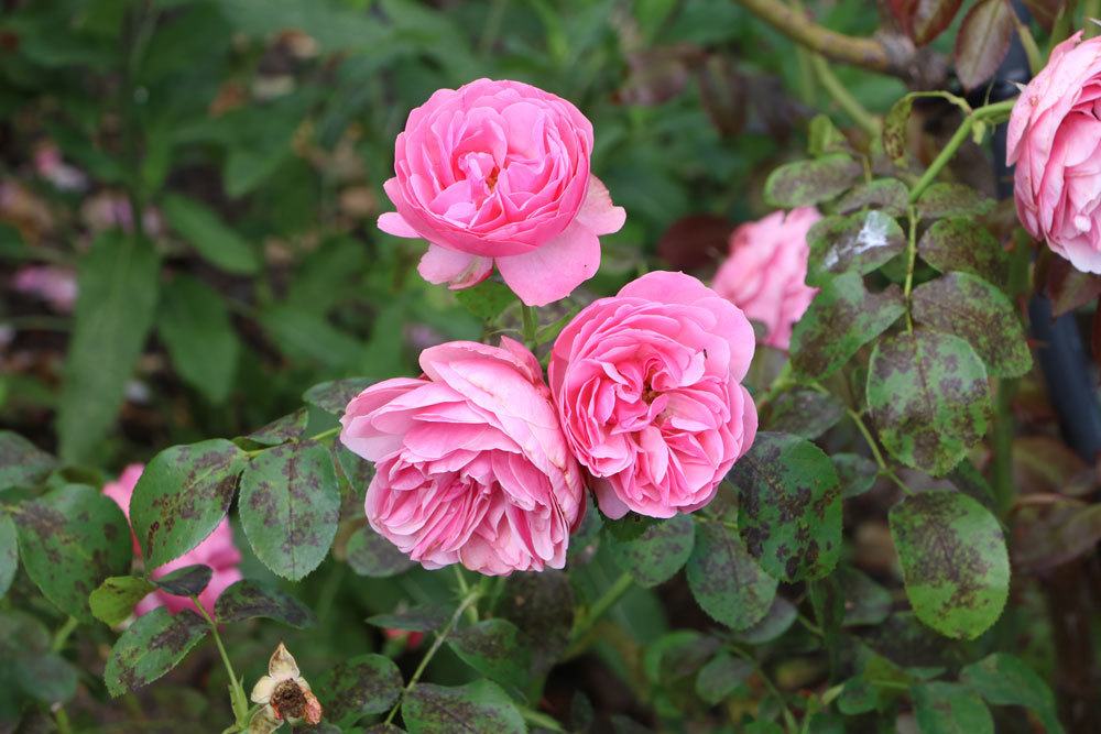 Sternrußtau Rosen