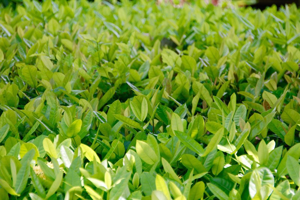 Tee, Camellia sinensis