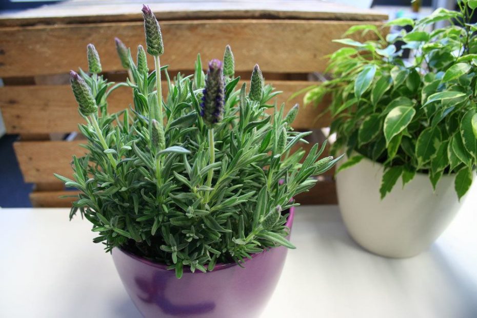 Lavendel umpflanzen Anleitung Wann sollte man ihn umsetzen?