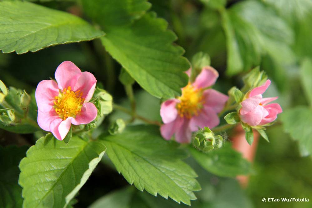 Walderdbeere Pink Panda