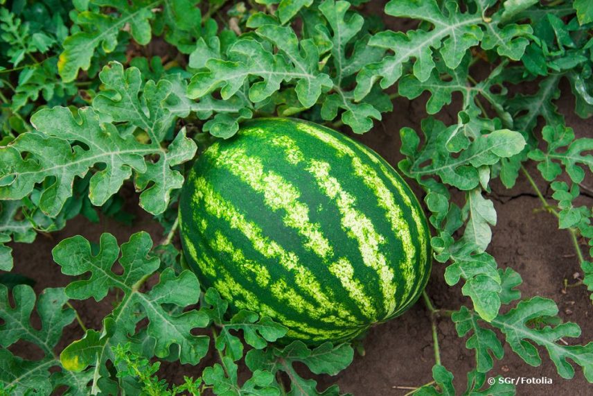 Wassermelonen ernten der ideale Zeitpunkt Wann sind Melonen reif?