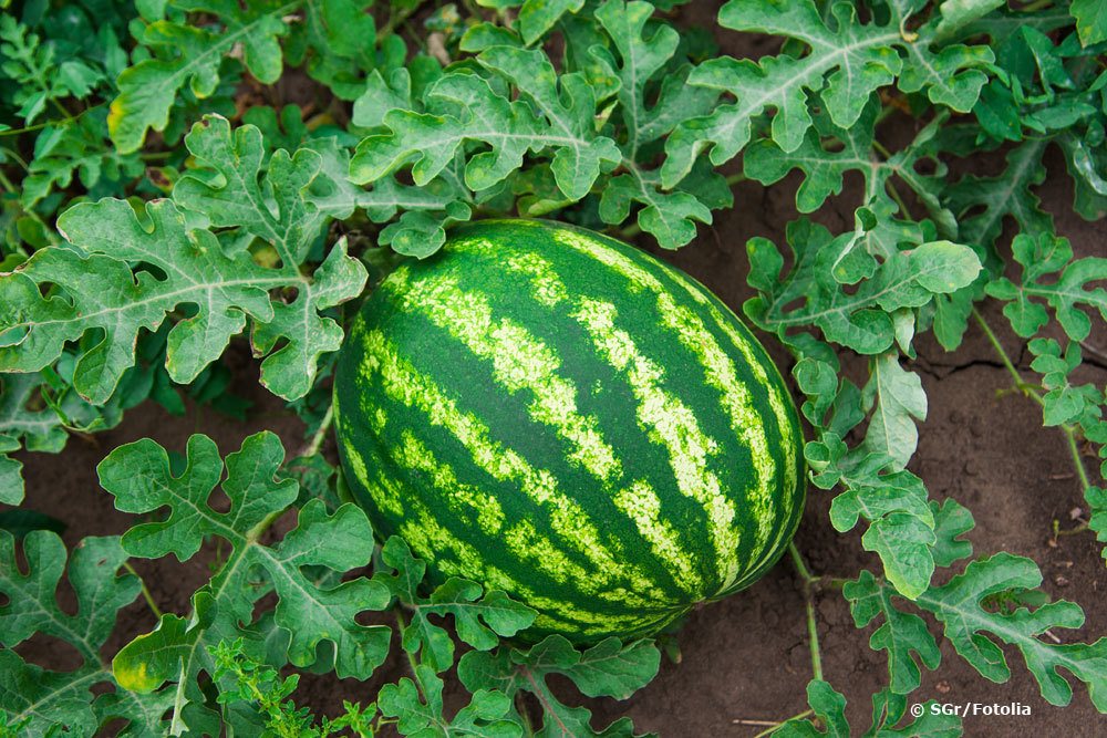 Wassermelone 'Crimson Sweet'