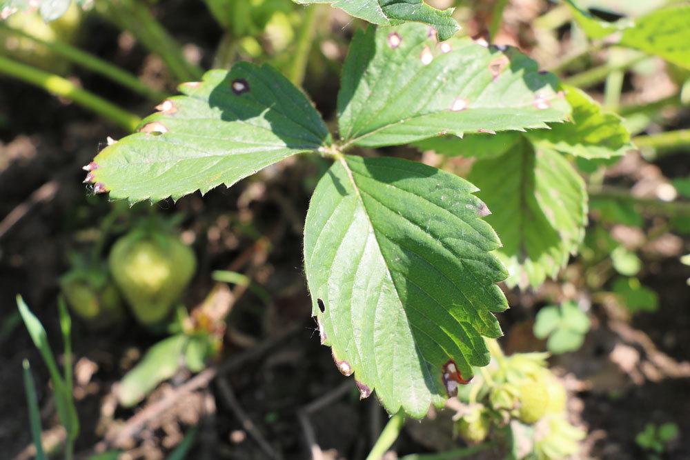 Weißfleckenkrankheit, Mycosphaerella fragariae