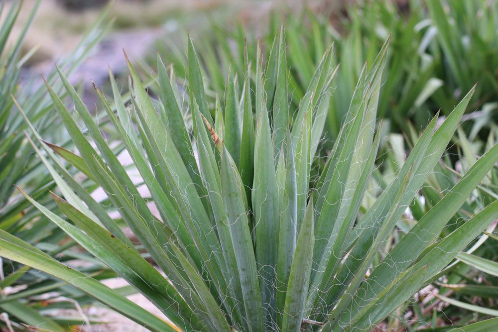 Krankheiten an Yucca-Palme