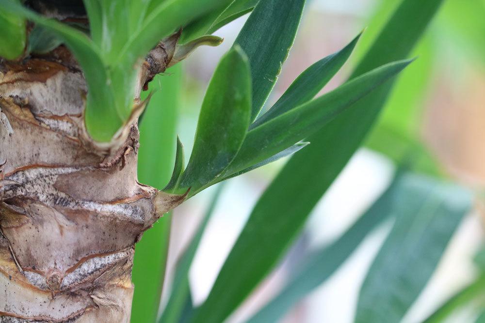 Yucca-Palme